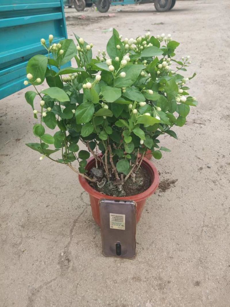 各种盆大小茉莉