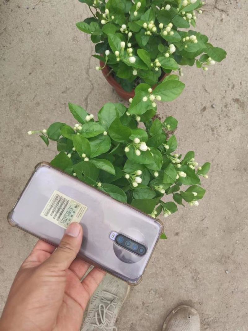 各种盆大小茉莉