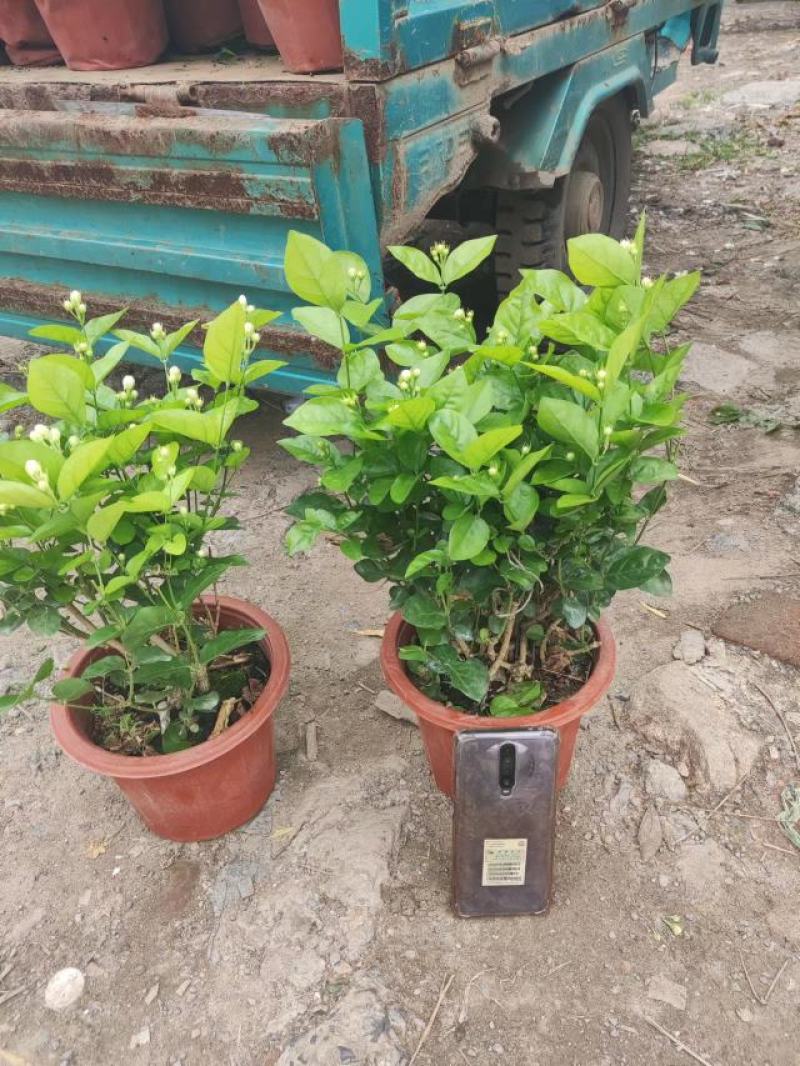 各种盆大小茉莉