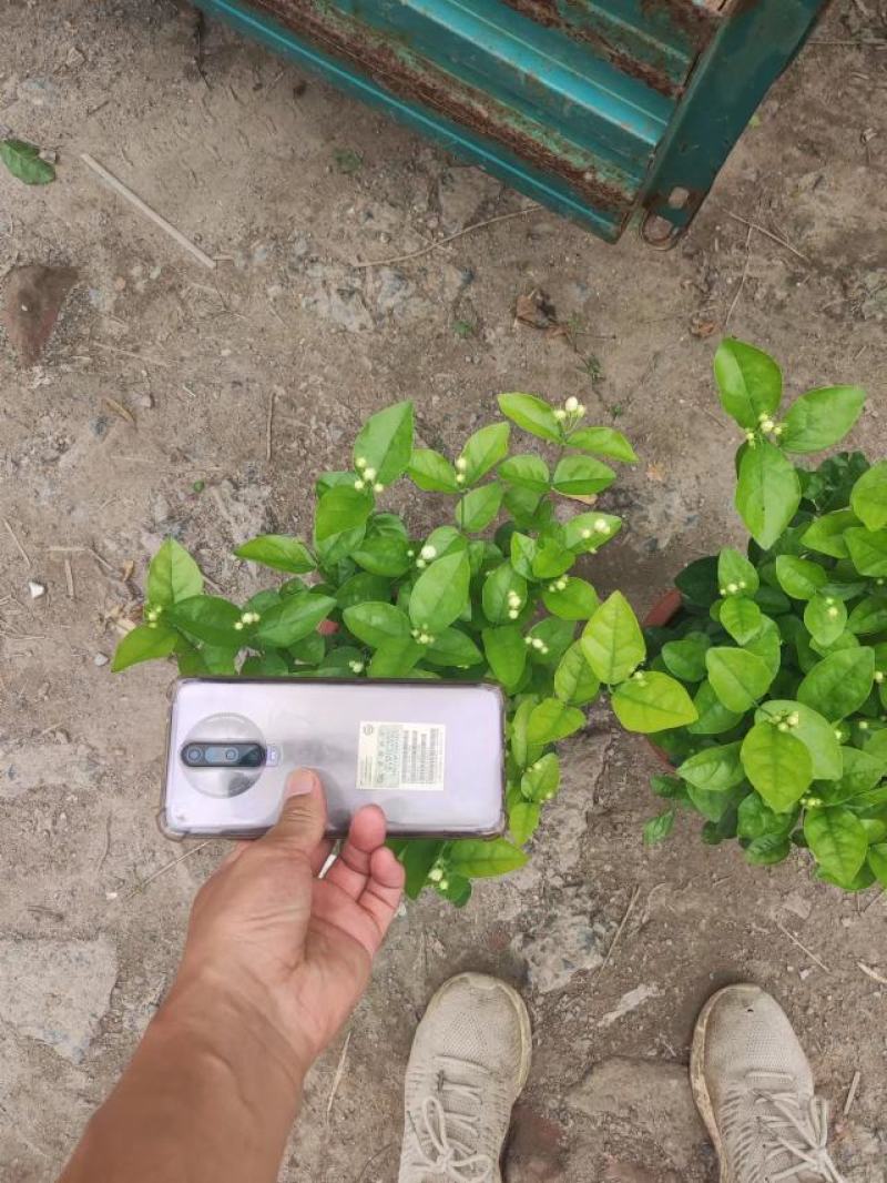 各种盆大小茉莉