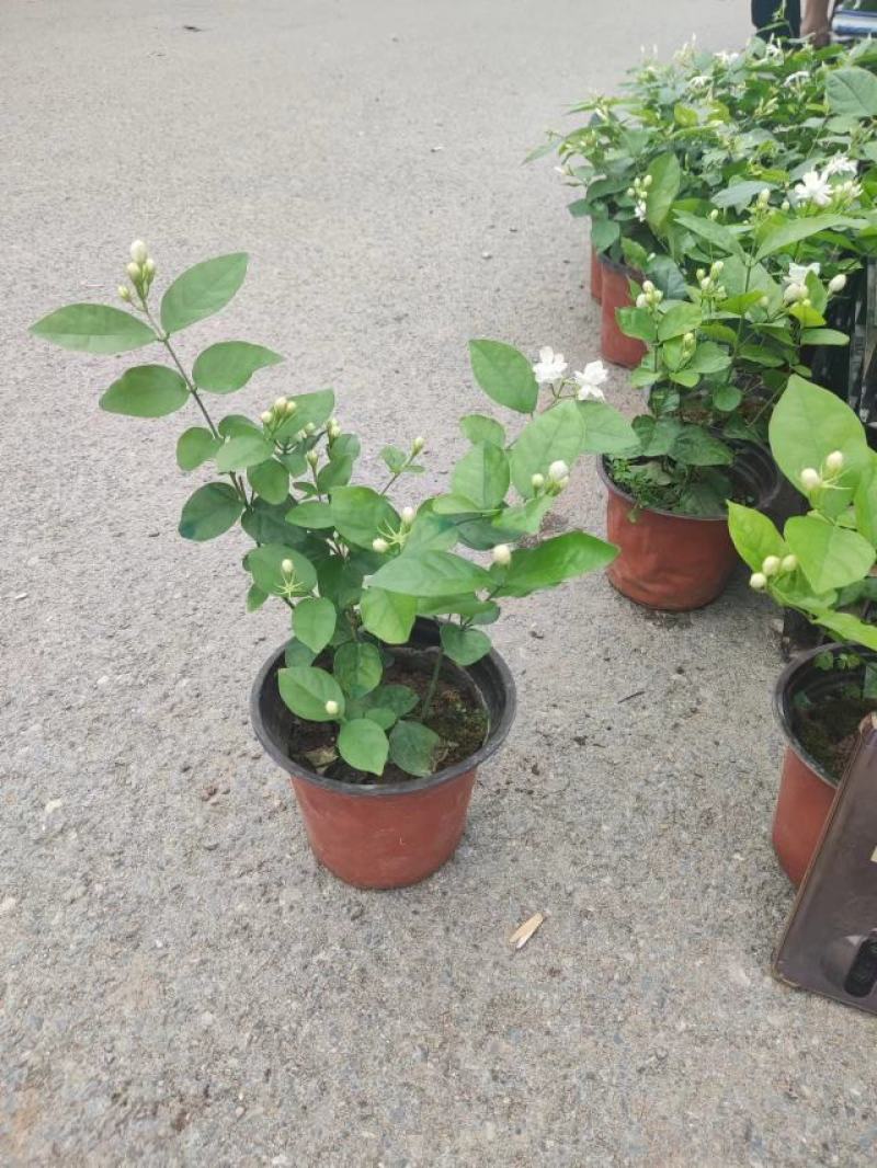 各种盆大小茉莉
