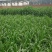 进口高丹草种子牧草种子养殖喂鸡鸭鹅猪牛羊爱吃的高丹王牧草
