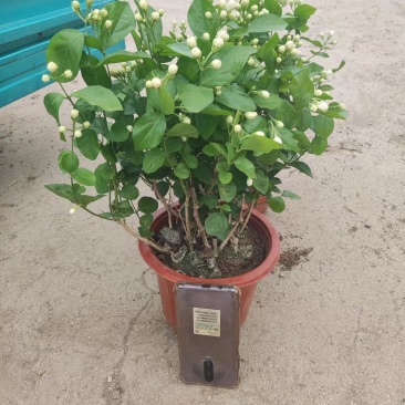 各种盆大小茉莉