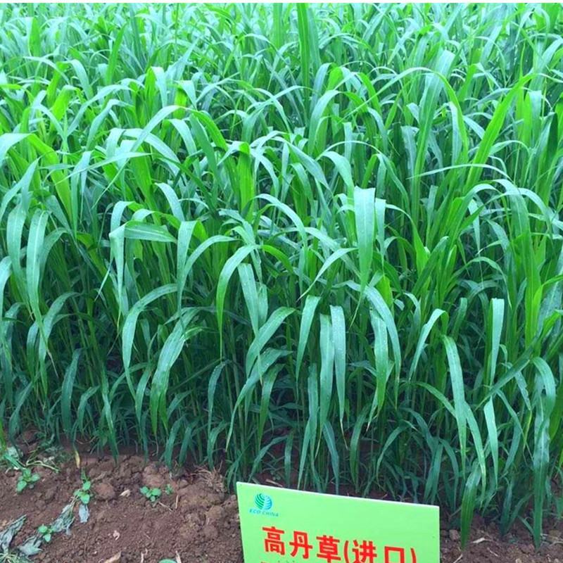 进口高丹草种子牧草种子养殖喂鸡鸭鹅猪牛羊爱吃的高丹王牧草