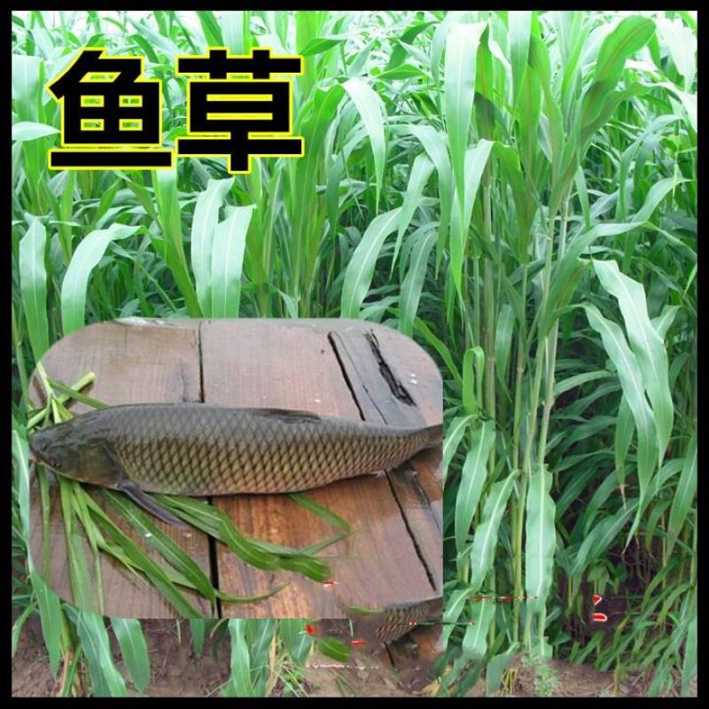 进口高丹草种子牧草种子养殖喂鸡鸭鹅猪牛羊爱吃的高丹王牧草