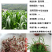 进口高丹草种子牧草种子养殖喂鸡鸭鹅猪牛羊爱吃的高丹王牧草