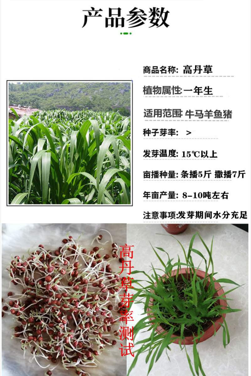 进口高丹草种子牧草种子养殖喂鸡鸭鹅猪牛羊爱吃的高丹王牧草