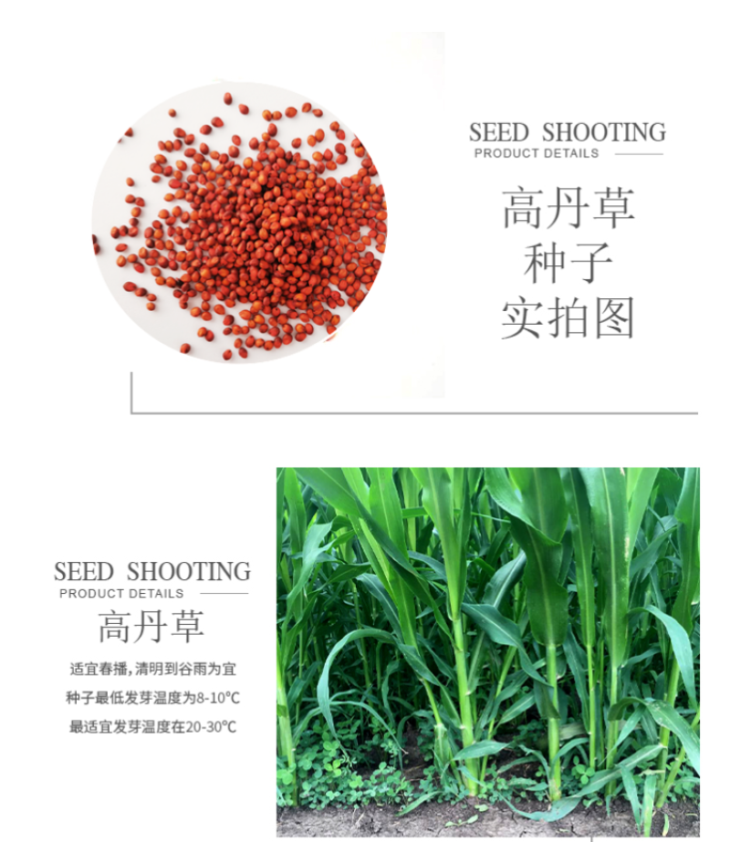 进口高丹草种子牧草种子养殖喂鸡鸭鹅猪牛羊爱吃的高丹王牧草