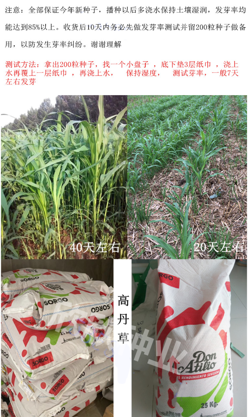 进口高丹草种子牧草种子养殖喂鸡鸭鹅猪牛羊爱吃的高丹王牧草