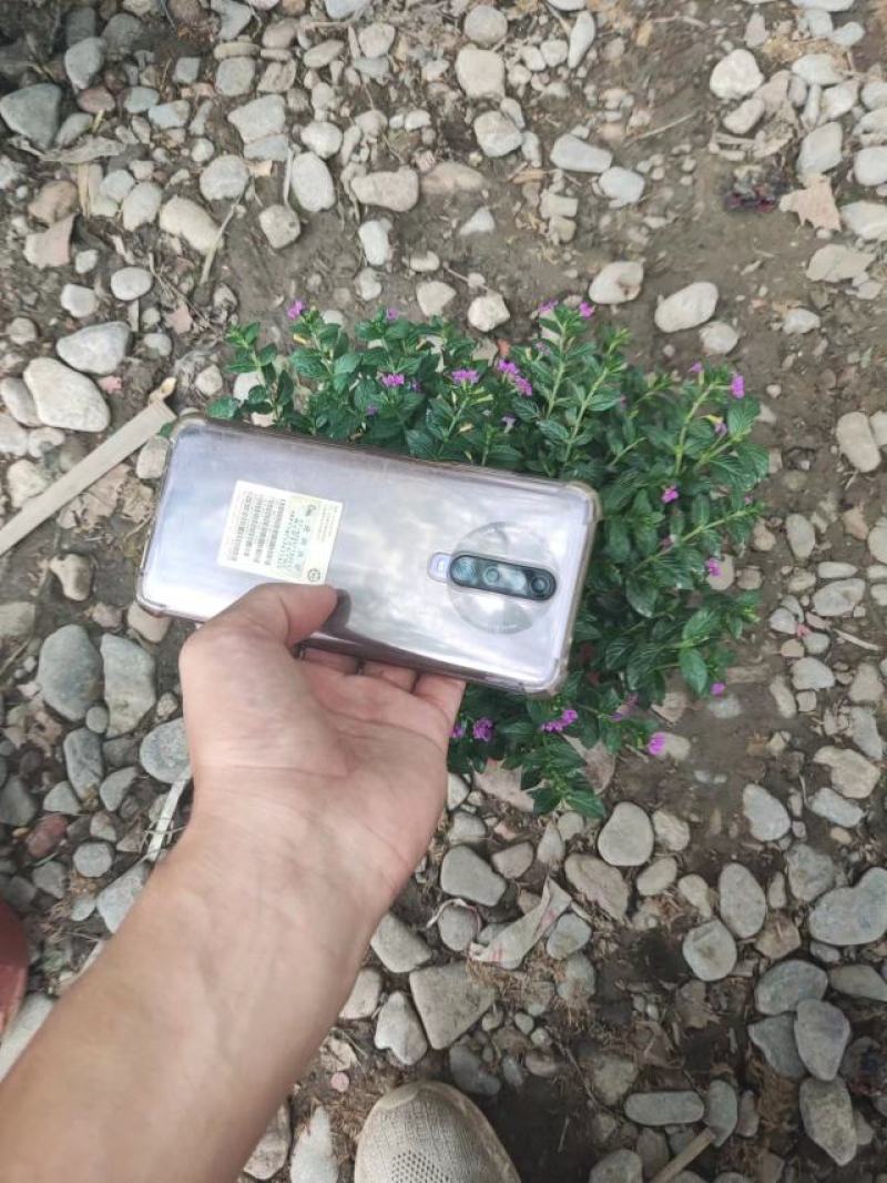 满天星