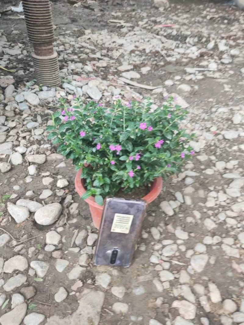 满天星