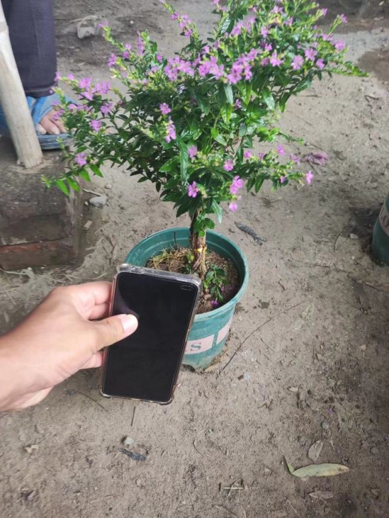 满天星