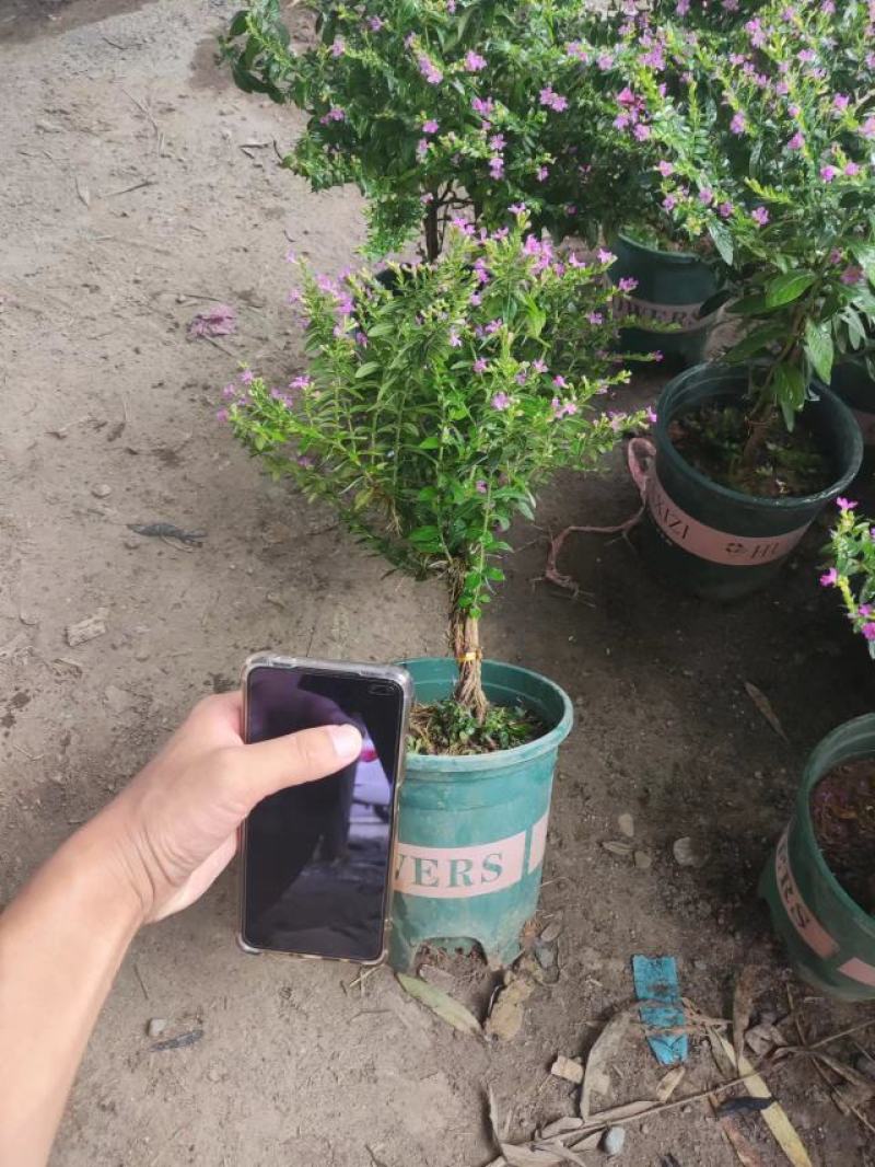 满天星