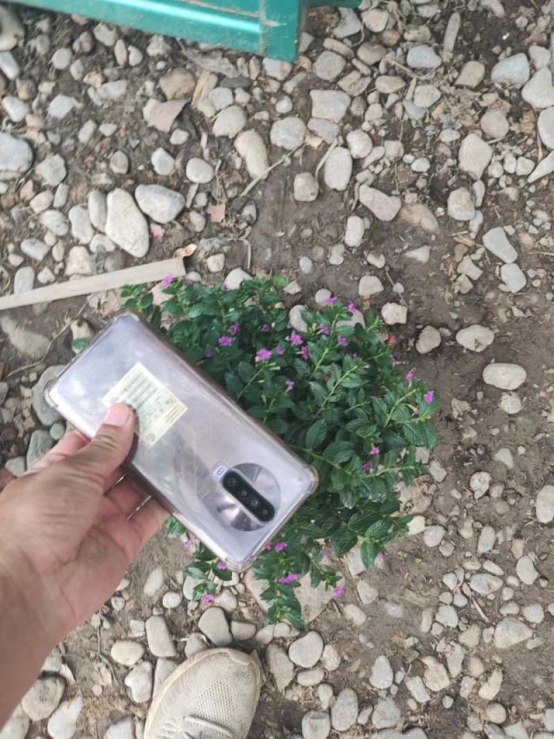 满天星