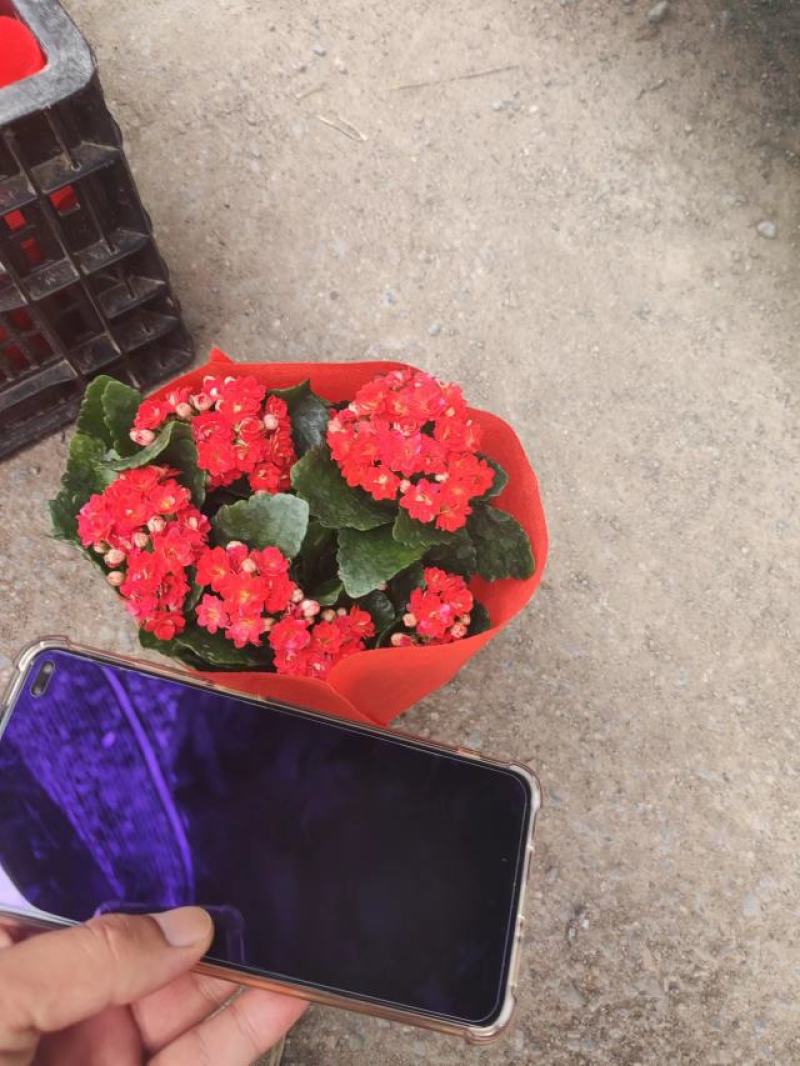长寿
