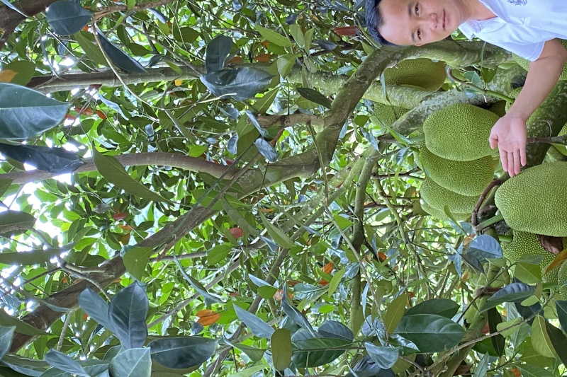 海南陵水珍珠榴莲蜜