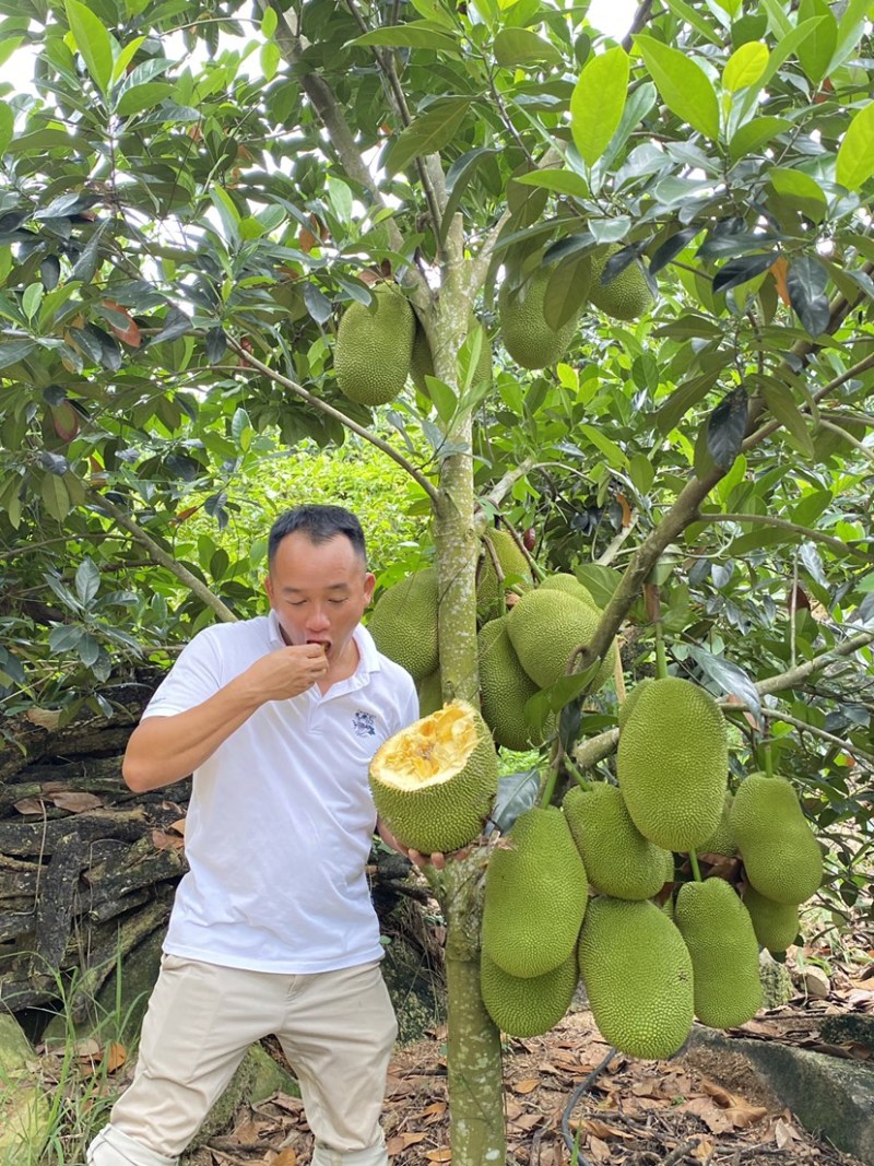 海南陵水珍珠榴莲蜜