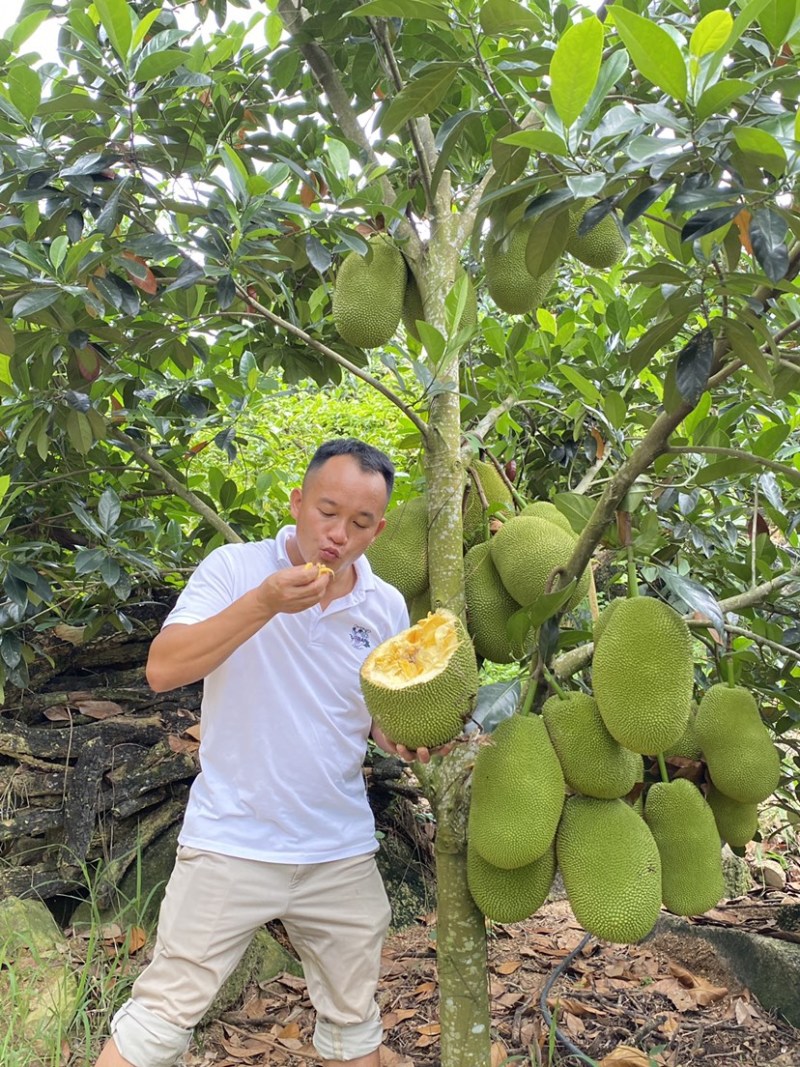 海南陵水珍珠榴莲蜜