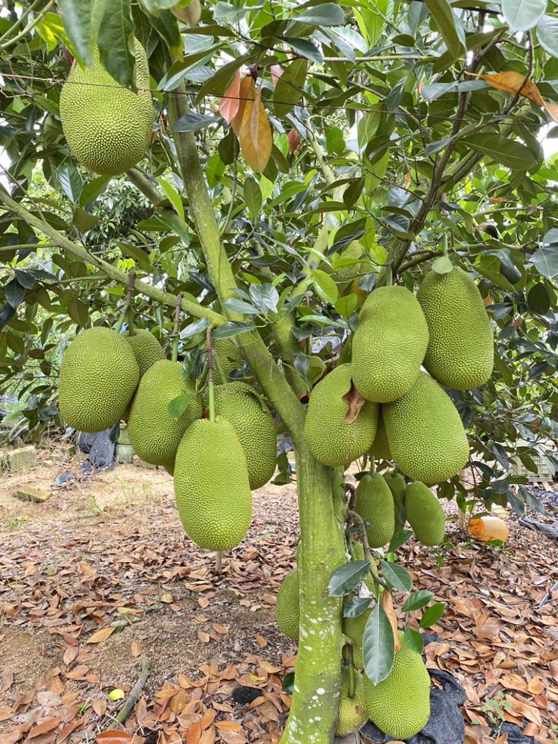 海南陵水珍珠榴莲蜜