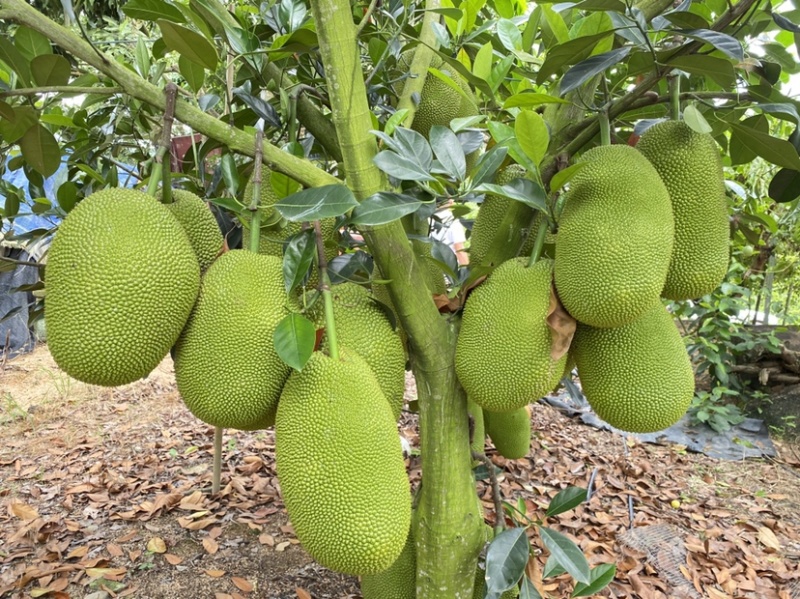 海南陵水珍珠榴莲蜜