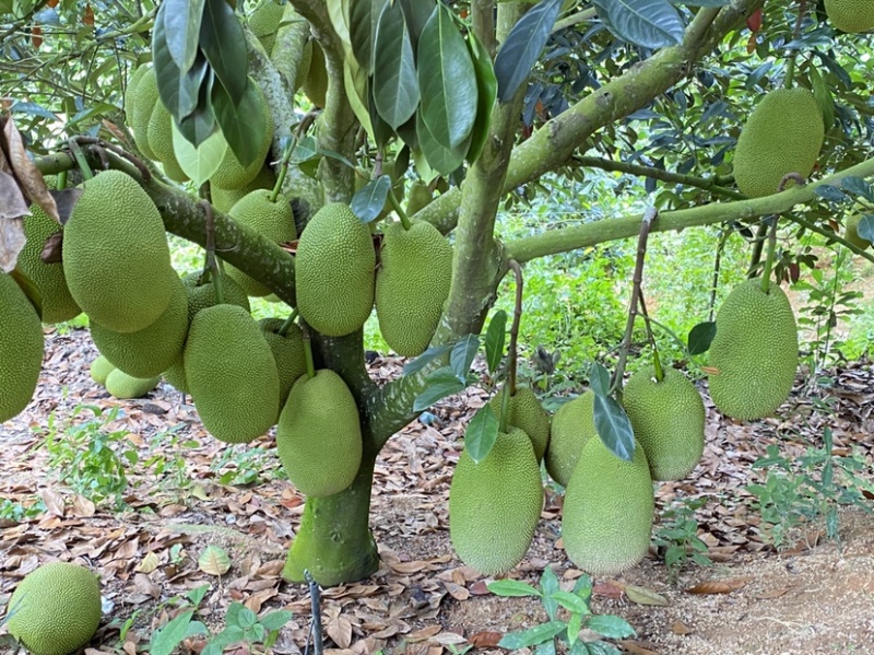 海南陵水珍珠榴莲蜜