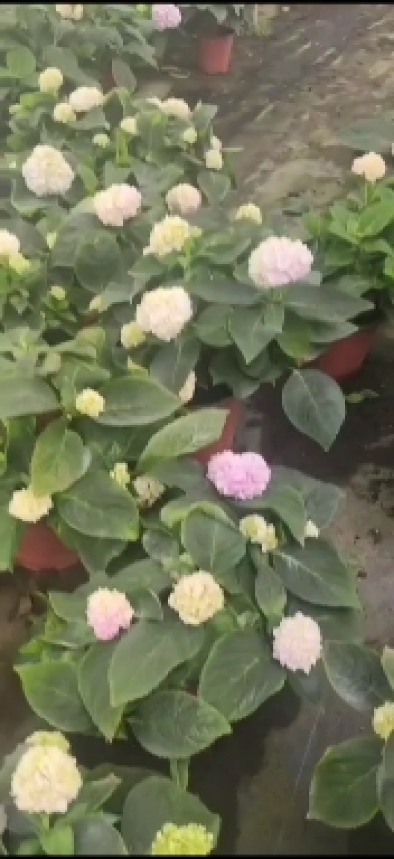绣球