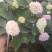 绣球