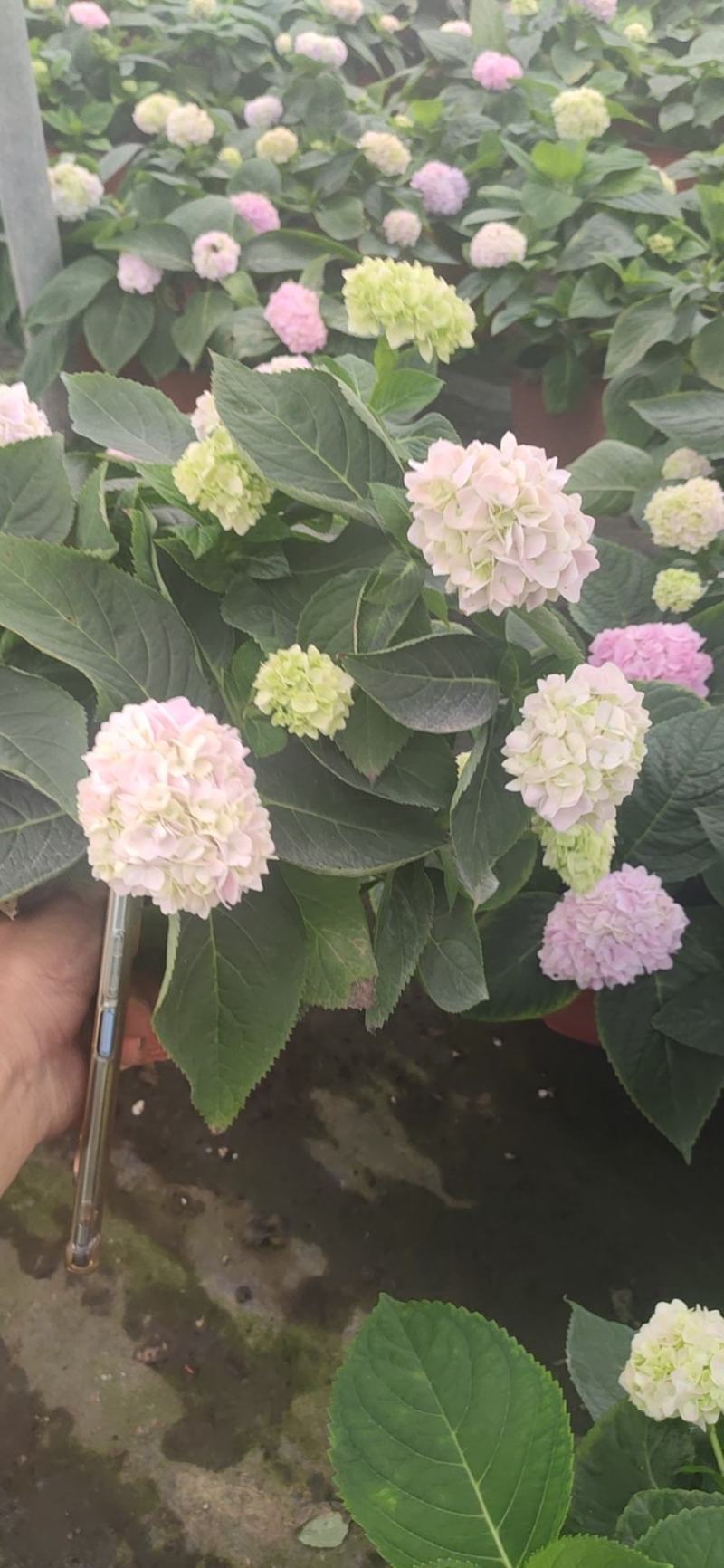 绣球