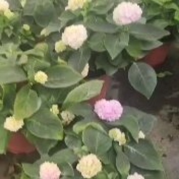 绣球