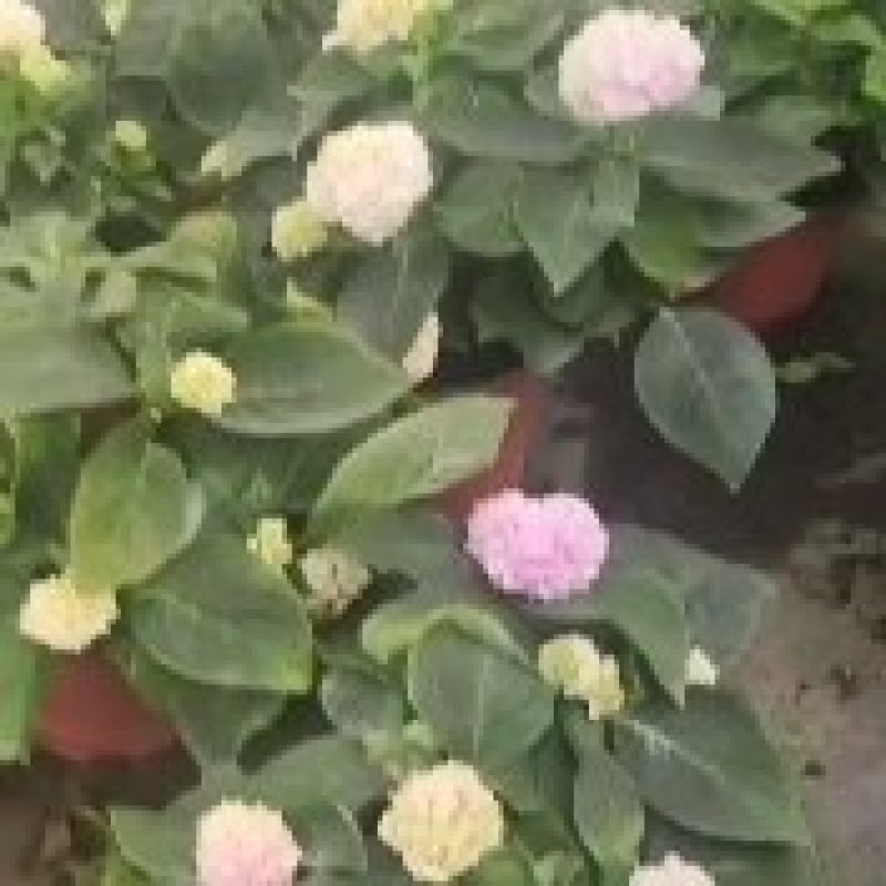 绣球
