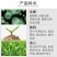国光茶博士微量元素氨基酸水溶肥料茶树专用叶面肥铁锌硼茶叶