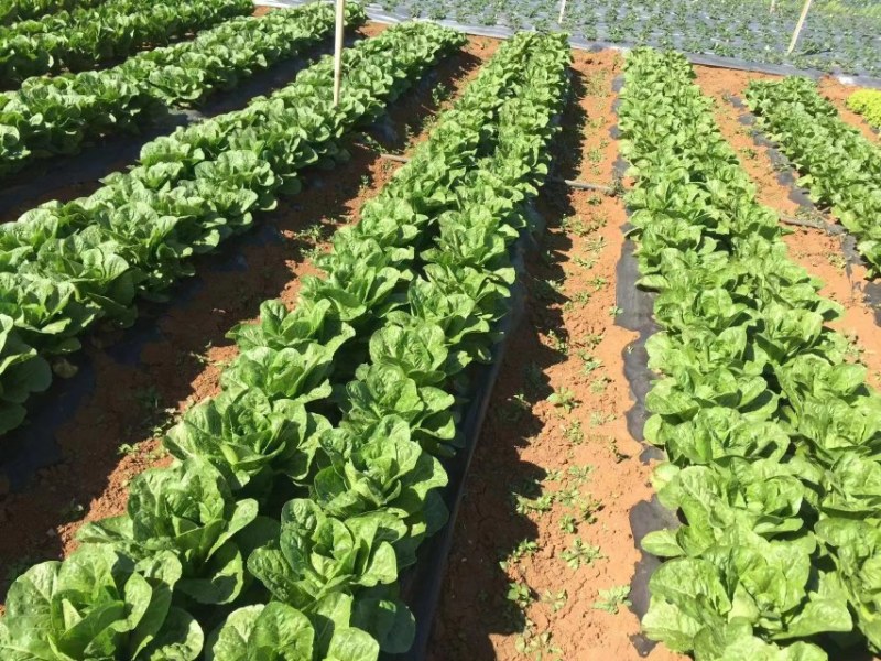 生菜种子孔雀菜种子大田种植秋冬耐寒