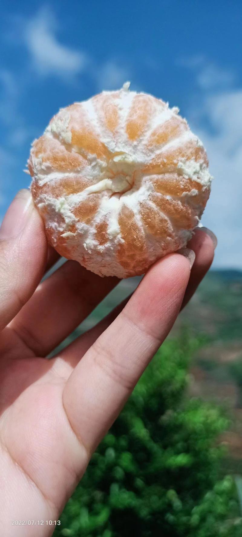湖北特早蜜橘大量上市，果大，皮薄，味甜，产地一手货源