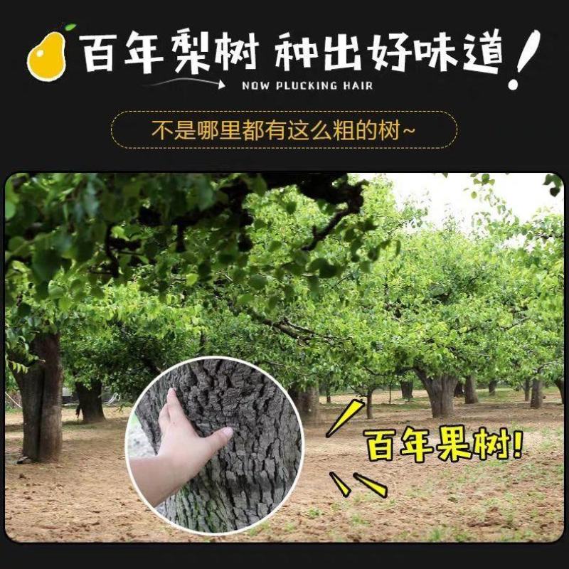 皇冠梨青皇冠梨砀山梨价格自然色皇冠梨白皇冠梨皮薄