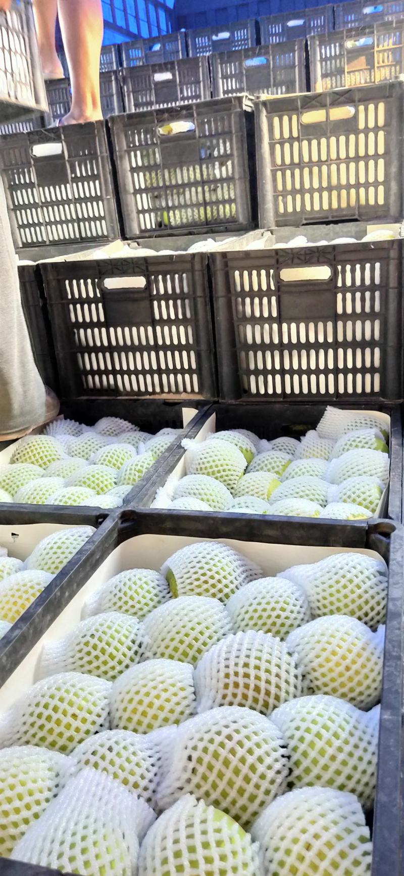 皇冠梨青皇冠梨砀山梨价格自然色皇冠梨白皇冠梨皮薄