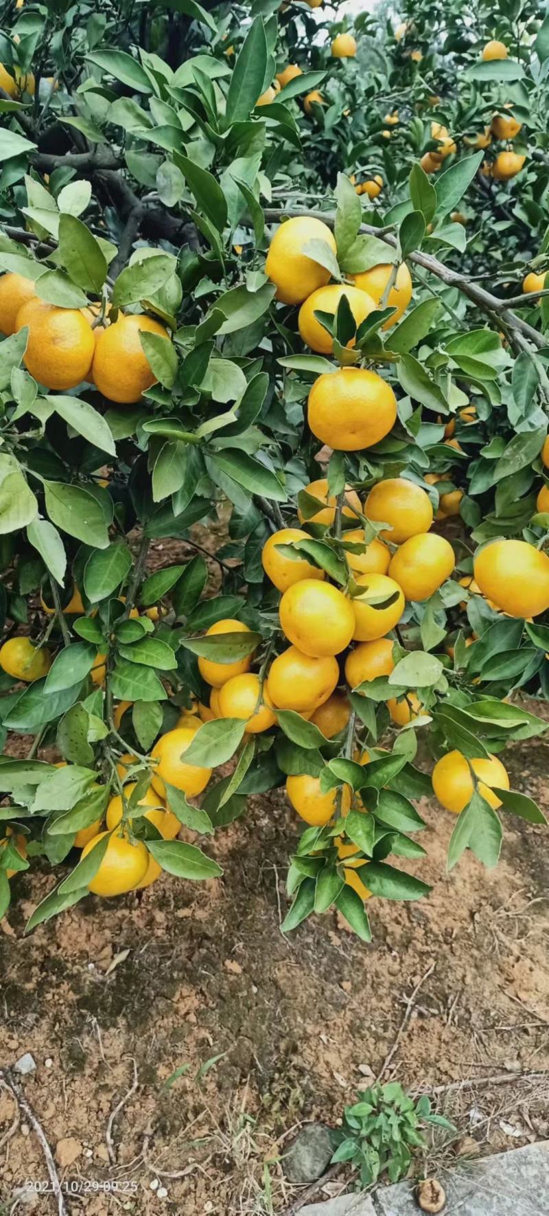 湖北特早蜜橘大量上市，果大，皮薄，味甜，产地一手货源
