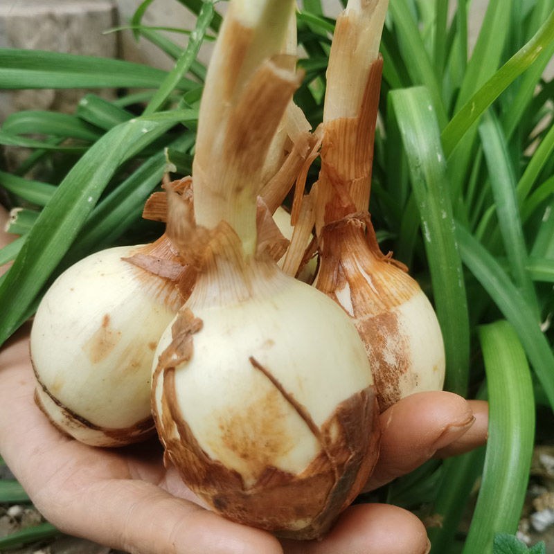 云南特产茨菇慈姑蓝茨菇粉茨菇茨菰马蹄新大慈姑农家新鲜蔬菜