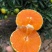 蜜桔柑桔特早蜜橘,皮薄无籽果园现摘现发欢迎咨