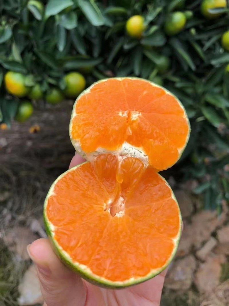 蜜桔柑桔特早蜜橘，皮薄无籽果园现摘现发欢迎咨