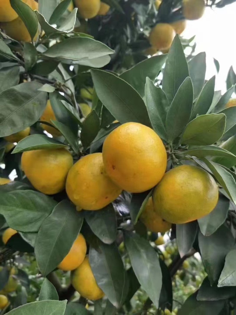 蜜桔柑桔特早蜜橘，皮薄无籽果园现摘现发欢迎咨