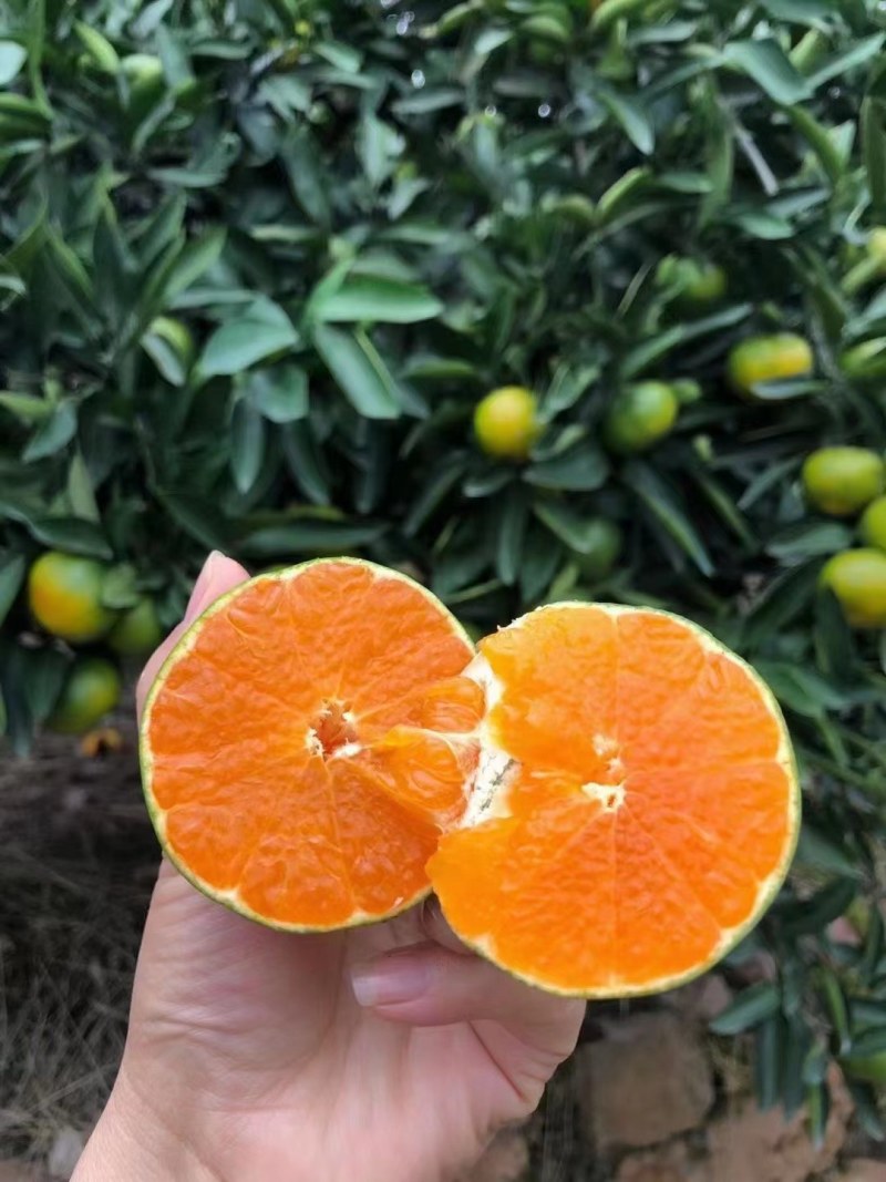 蜜桔柑桔特早蜜橘，皮薄无籽果园现摘现发欢迎咨