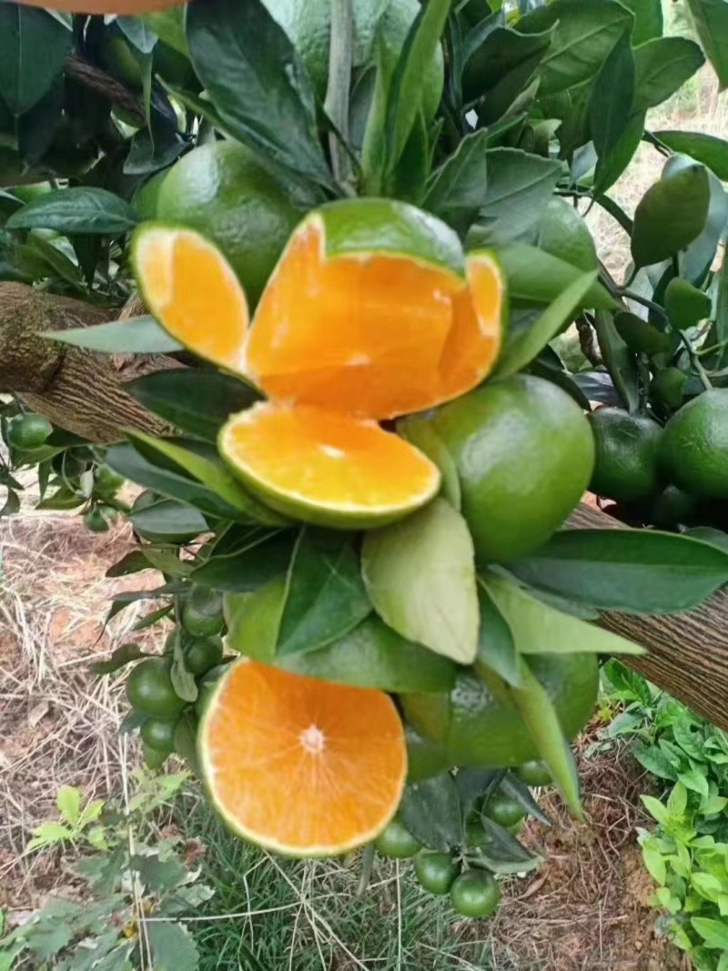 蜜桔柑桔特早蜜橘，皮薄无籽果园现摘现发欢迎咨