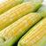 精品玉米水果玉米甜玉米产地直供欢迎来电采购