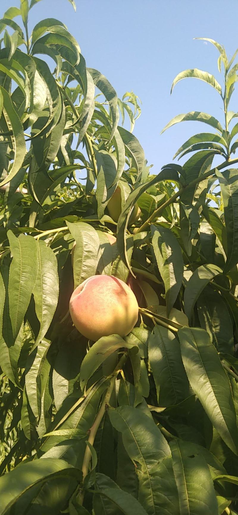 预售:晚红大量上市，一天1万起步