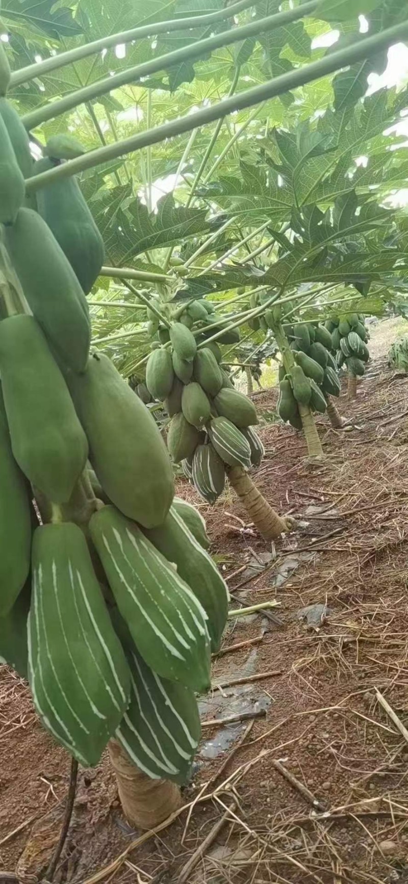 木瓜丝泡酱腌菜一手货源大量有货可供电商平台商超供货