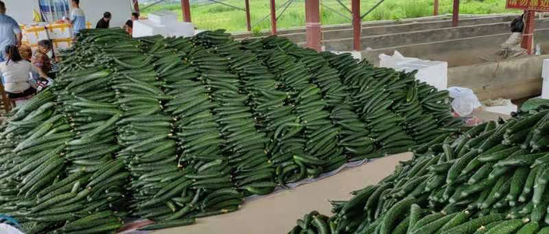 新鲜翠绿的整根黄瓜与切片黄瓜特写