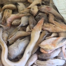 深海杂鱼，鲜度好，质量佳，大闸蟹养殖好饲料