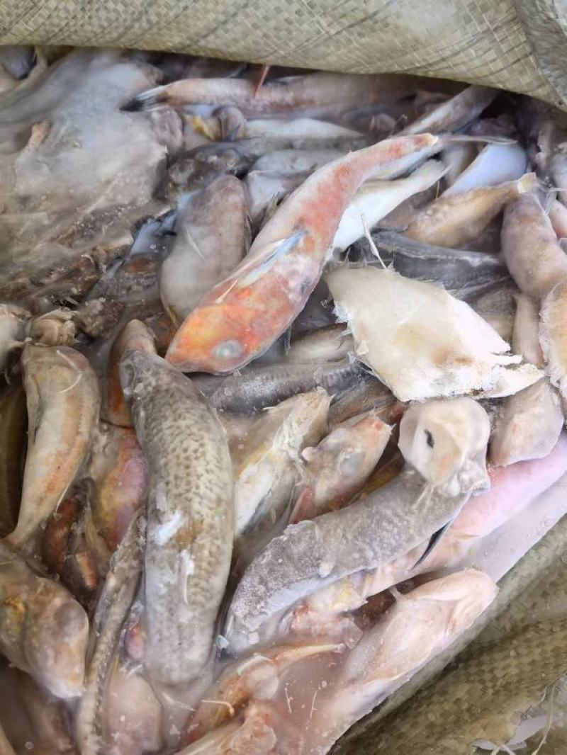深海杂鱼，鲜度好，质量佳，大闸蟹养殖好饲料