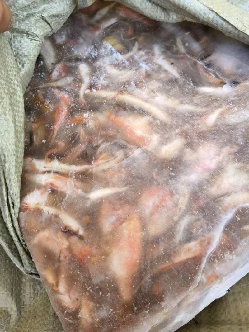 深海杂鱼，鲜度好，质量佳，大闸蟹养殖好饲料