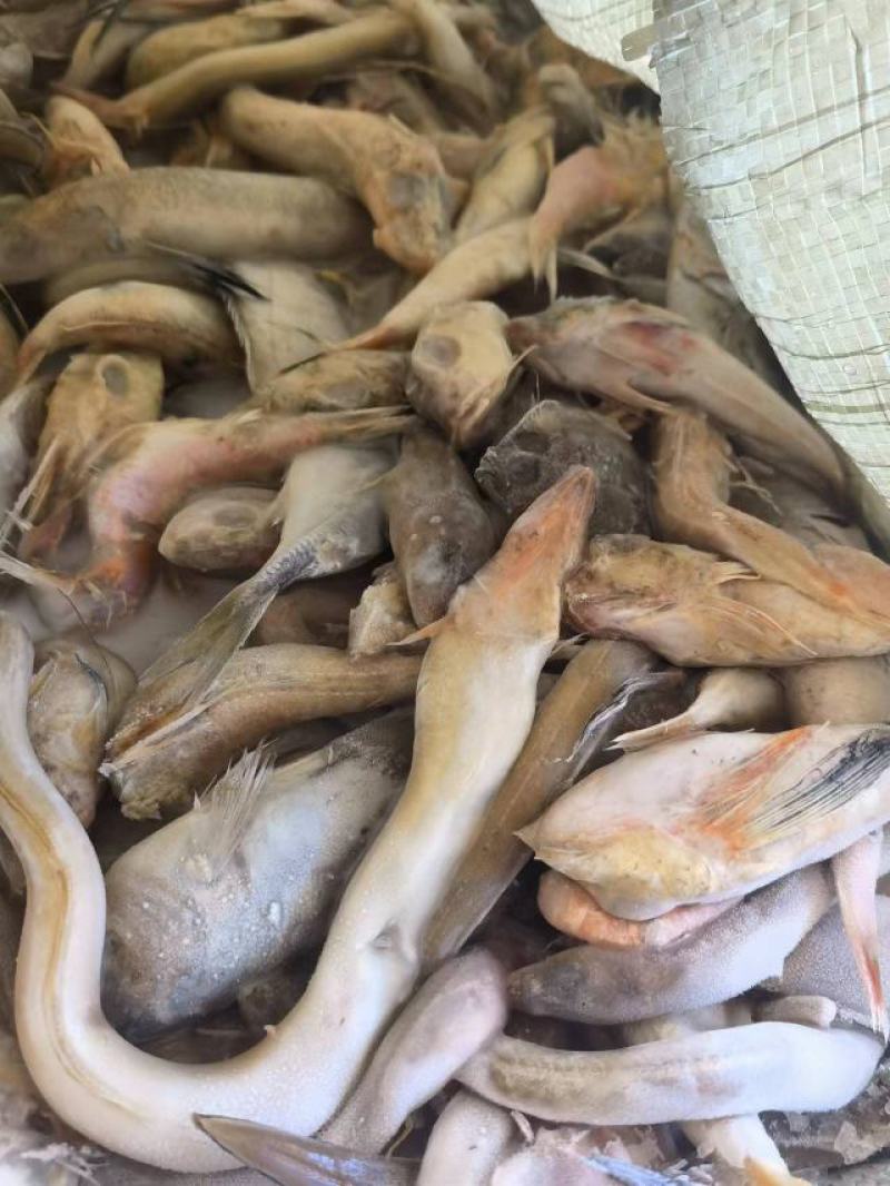 深海杂鱼，鲜度好，质量佳，大闸蟹养殖好饲料